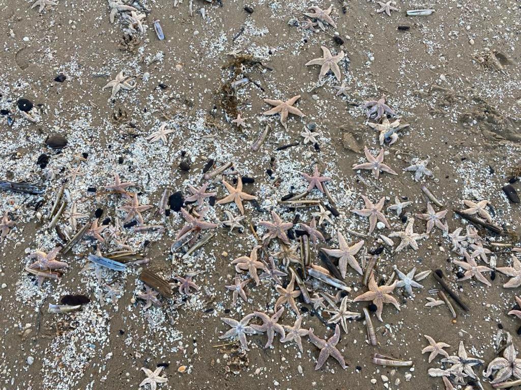 Guesthouse Katwijk Aan Zee Dış mekan fotoğraf